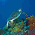 Turtle - Caribbean Explorer II