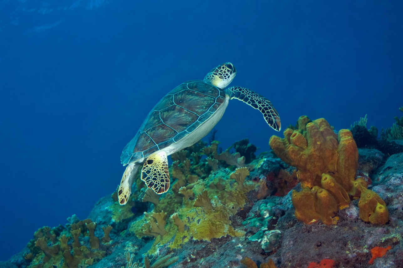 Tartaruga - Caribbean Explorer II