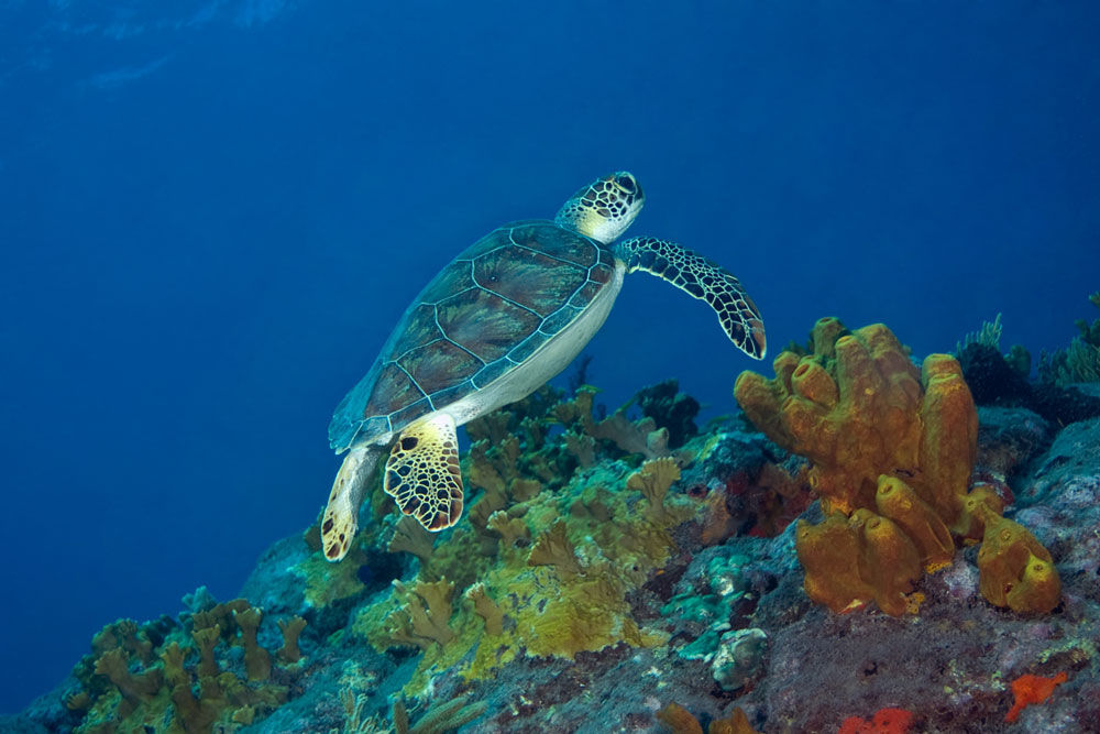 Turtle - Caribbean Explorer II