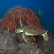 Черепаха - Caribbean Explorer II