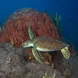 Turtle - Caribbean Explorer II