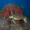 Turtle - Caribbean Explorer II