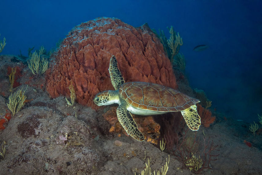 Turtle - Caribbean Explorer II