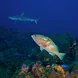 Hind and Shark - Saba - Caribbean Explorer II