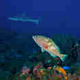 Hind and Shark - Saba - Caribbean Explorer II
