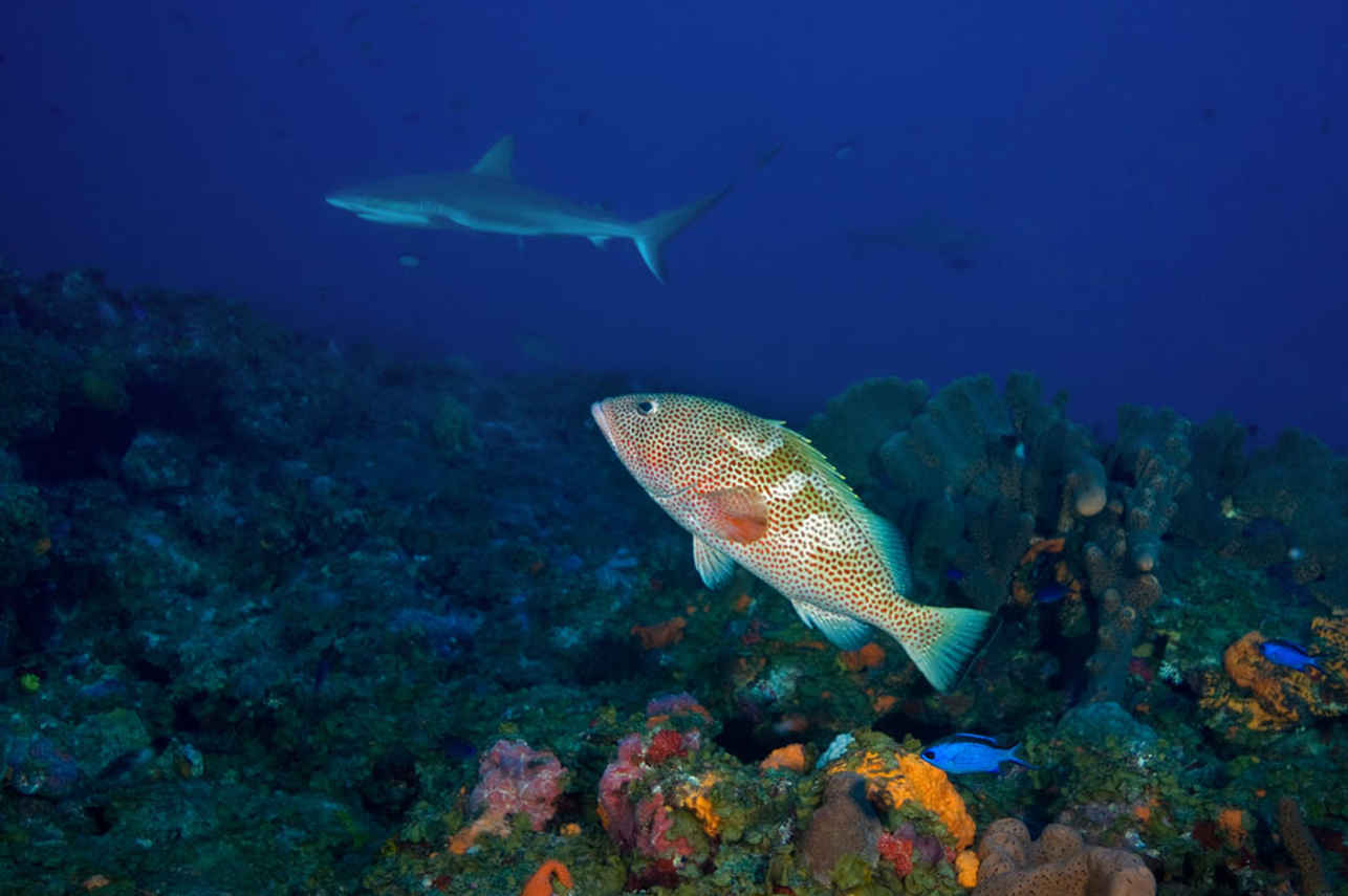 Hind and Shark - Saba - Caribbean Explorer II