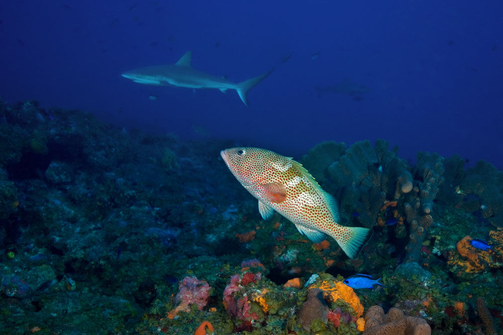 Hind and Shark - Saba - Caribbean Explorer II