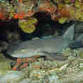 Shark - Caribbean Explorer II