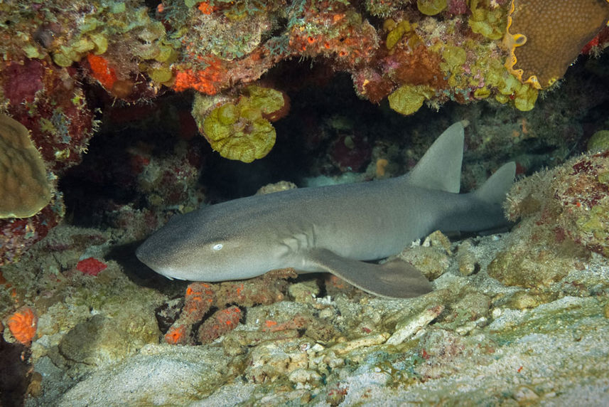 Requin - Caribbean Explorer II