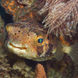 Marine Life - Caribbean Explorer II