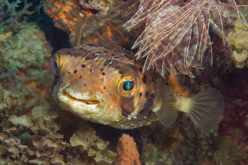 Marine Life - Caribbean Explorer II