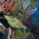 Scrawled filefish - Saba - Caribbean Explorer II