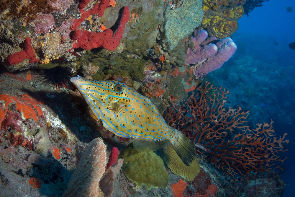 Scrawled filefish - Saba - Caribbean Explorer II