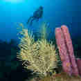 #diving