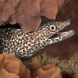 Spotted Moray Eeel