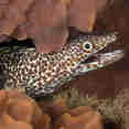 Spotted Moray Eeel