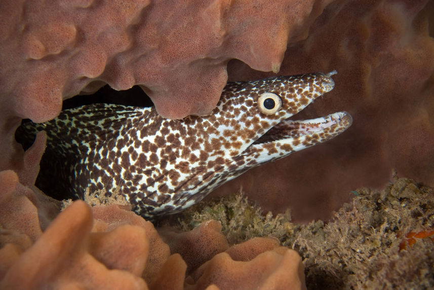 Spotted Moray Eeel