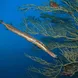 Trumpet Fish - Saba - Caribbean Explorer II