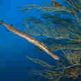 Trumpet Fish - Saba - Caribbean Explorer II