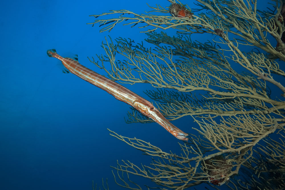 Trumpet Fish - Saba - Caribbean Explorer II