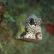 Trunk fish - St Kitts - Caribbean Explorer II