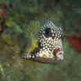 Trunk fish - St Kitts - Caribbean Explorer II