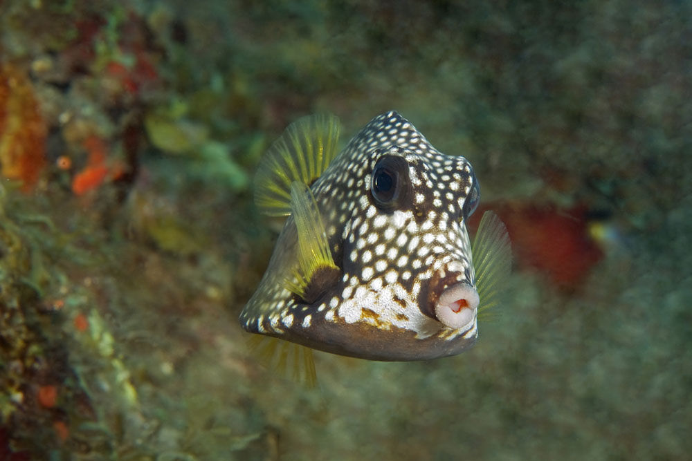 Trunk fish - St Kitts - Caribbean Explorer II