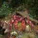 Whitespeckled Hermit Crab - Saba - Caribbean Explorer II