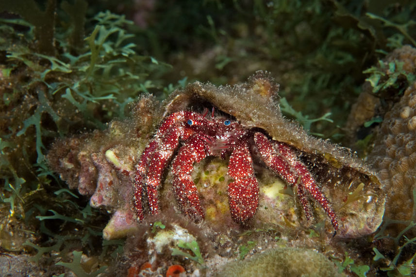 Whitespeckled Hermit Crab - Saba - Caribbean Explorer II