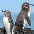 Penguins - Galapagos Sky