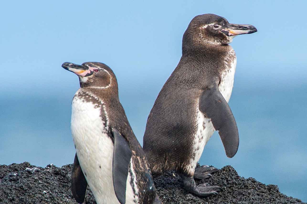 Penguins - Galapagos Sky