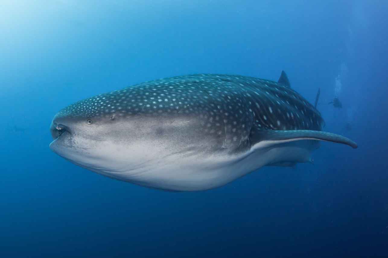 Marine Life - Galapagos Sky