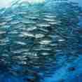 Marine Life - Galapagos Sky