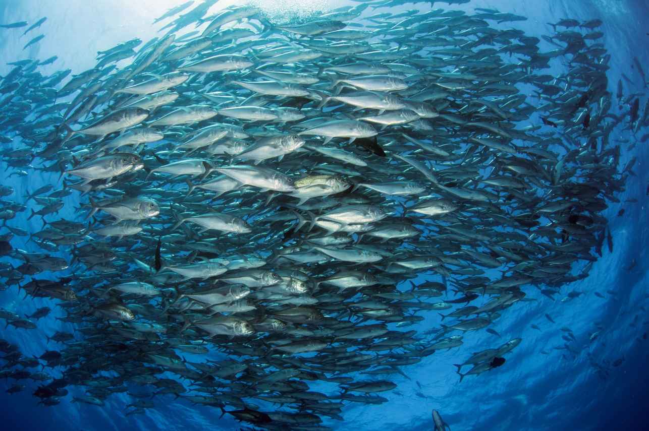 Marine Life - Galapagos Sky