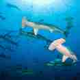 Marine Life - Galapagos Sky