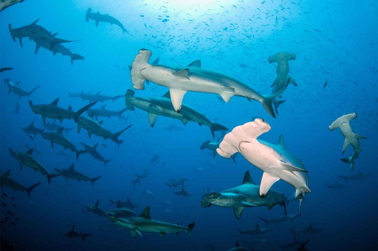 Marine Life - Galapagos Sky