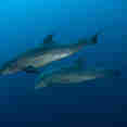 Marine Life - Galapagos Sky