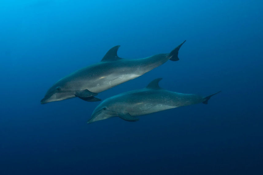 Marine Life - Galapagos Sky