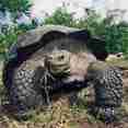 Giant Tortoise - Galapagos Sky