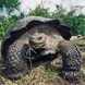 Giant Tortoise - Galapagos Sky