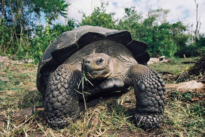 Reuzenschildpad - Galapagos Sky