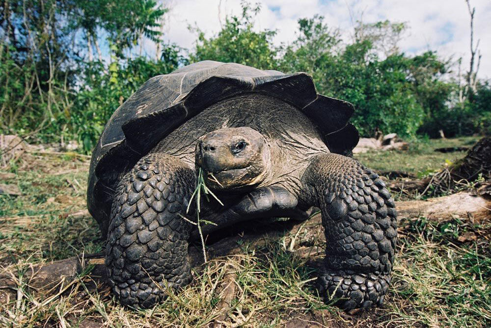 Giant Tortoise - Galapagos Sky