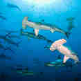 #shark  - Galapagos Sky