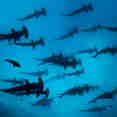 #shark  - Galapagos Sky