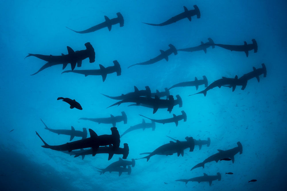 Shark - Galapagos Sky