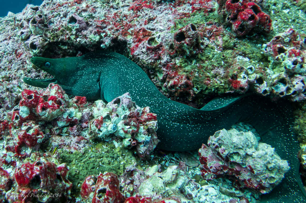 Vida Marinha - Galapagos Sky