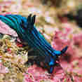 Marine Life - Galapagos Sky