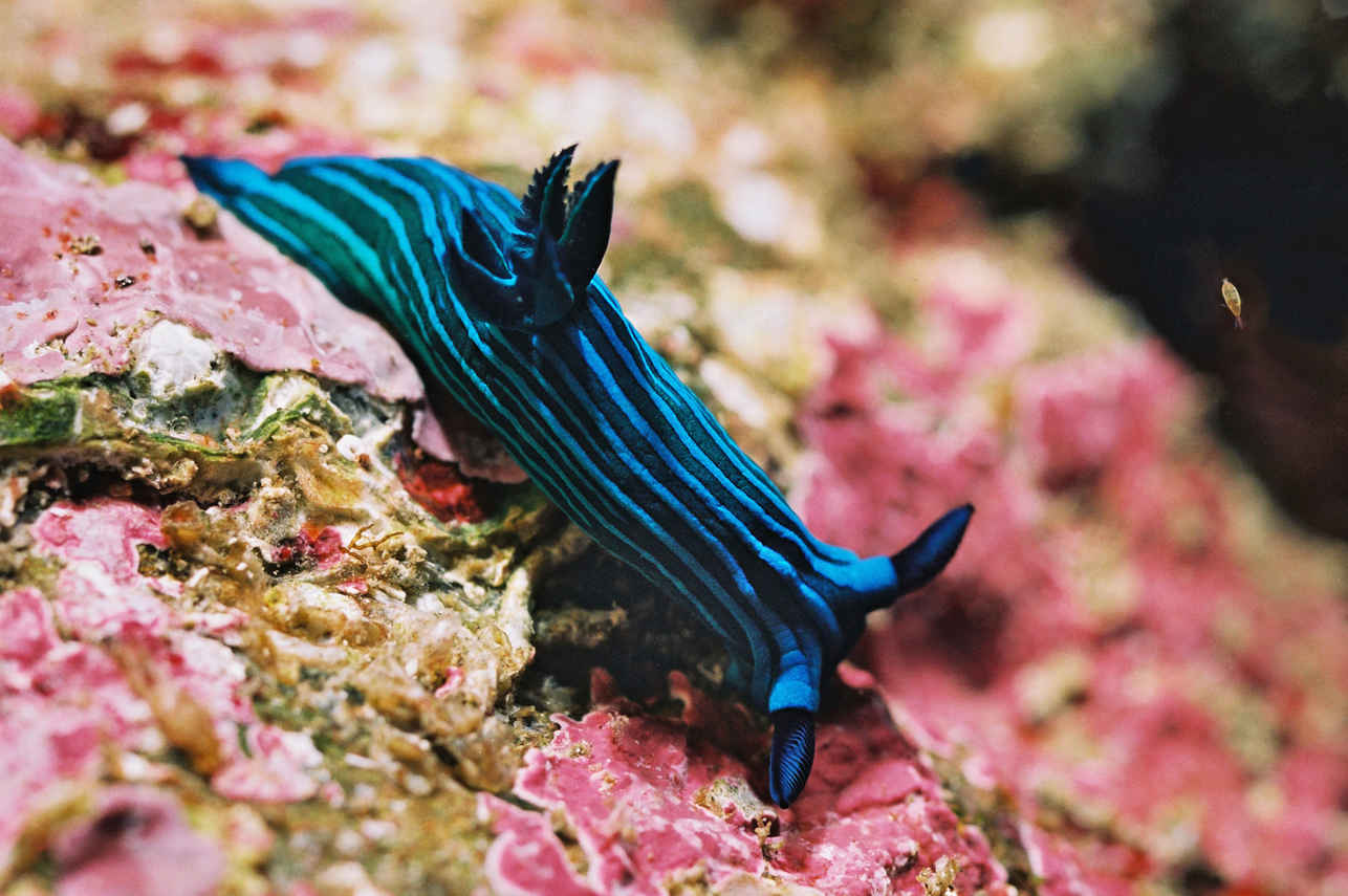 Marine Life - Galapagos Sky