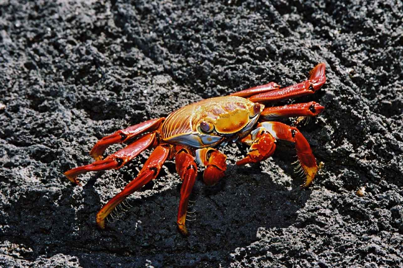 Marine Life - Galapagos Sky