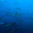 Shark - Galapagos Sky